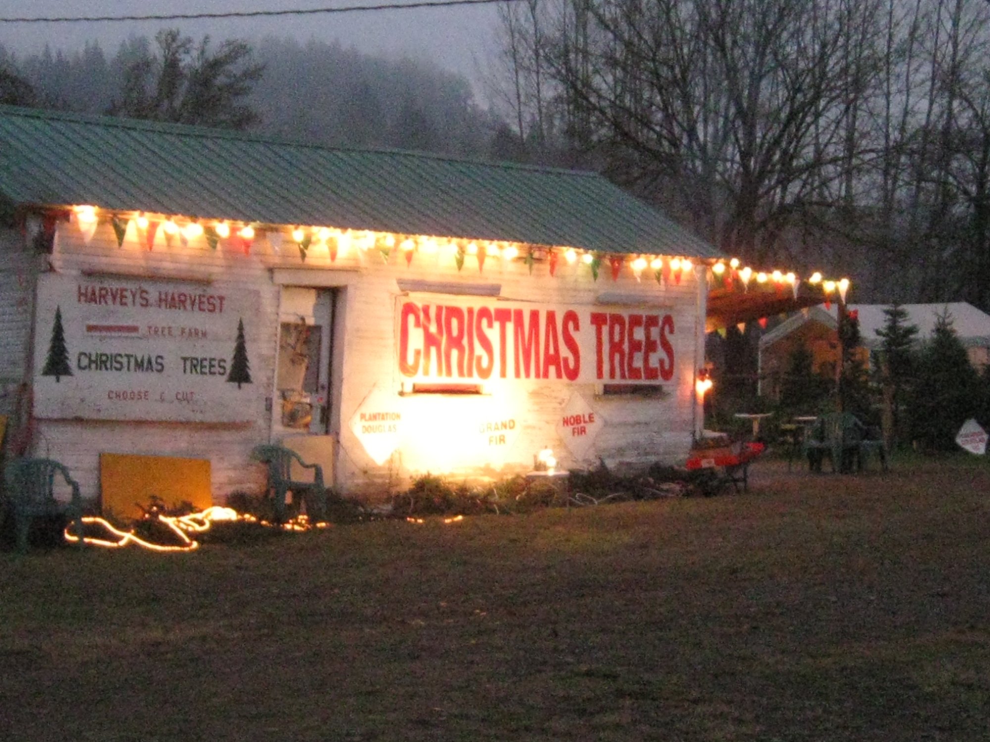 Harvey's Harvest Christmas Trees